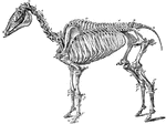 The skeleton of a horse. Axial Skeleton. The Skull. Cranial Bones: a, occipital, 1; b, wormian, 1; c, parietal, 2; d, frontal, 2; e, temporal, 2; sphenoid, 1; ethmoid, 1; auditory ossicles, 8. Facial bones: h, nasal, 2; g, lachrymal, 2; f, malar, 2; i, superior maxilla, 2; k, premaxila, 2; palatine, 2; pterygoid, 2; vomer, 1; tubinals, 4; l, inferior maxilla; 1; hyoid (segments), 5. Teeth: m, incisors, 12; n, canines, 4; o, molars, 24. The trunk: p-v, cervical vertebrae, 7; w, dorsal vertebrae, 18; x, lumbar vertebrae, 6; y, sacrum, 1; z, coccygeal vertebrae (variable), 18, d, d, ribs, 36; sternum (6-7 sternebrae), 7; *,coastal cartilages. Appendicular Skeleton. Pectoral Limb: e', scapula, 2; f', humerus, 2; g', radius, 2; h', ulna, 2. Carpus-i', trapesium, 2; k', cuneiform, 2; l', lunar, 2; m', scaphoid, 2; n', unciform, 2; o', magnum, 2; p', trapezoid, 2; q', pisiform, 2. Metacarpus-r', large bone, 2; s', small bone, 4. Digits- u', proximal phalanges, 2; v, median phalanges; w', distil phalanges, 2; t', large sesamoids, 4; small sesamoids, 2. Pelvic Limbs: Pelvis- b', ilium, 2; d' ischium, 2; c', pubis, 2. The limb- y', femur, 2; z', patella, 2; a', tibia, 2; b', fibula, 2. Tarsus- c', calcaneum, 2; d', astragalus, 2; e'. cuboid, 2; f', cuneiforme magnum, 2; g', cuneiforme medium, 2; h", cuneiforme parvum, 2. Metatarsus: large bone, 2; small bone, 4. Digit: proximal phalanges, 2; median phalanges, 2; distal phalanges, 2; large sesamoids, 4; small sesamoids, 2.