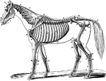 The skeleton of a horse. Showing its relation to the contour of the animal, viewed laterally. Labels: A, temporal fossa; B, inferior maxilla; C, atlas; D, dentata; E, cervical vertebrae; F, dorsal vertebrae; G, lumbar vertebrae; H, sacral vertebrae; I, coccygeal vertebrae; J, scapula; K, humerus; L, radius; L, ulna; M, carpus; N, trapezium; O, metacarpus; P, b. os suffraginis; Q, c. sesamoids; R, d. os coronae; S, e. os pedis; T, ribs; U., ilum; V, femur; X, patella; Y, tibia; y., Fibula; Z, tarsus; a, metatarsus; f, ligamentum nuchae, funicular portion; f' lamellar portion; 1, zygoma; 2, orbital fossa; 3, nasal peak; 4, incisor teeth; 4', canine teeth; 5, molar teeth; 6, external humeral trochanter; 7, scapular fossae; 8, coracoid apophysis; 9, cartilage of prolongation; 10, deltoid ridge, and external tuberosity; 11, olecranon; 12, costal cartilage; 13, anterior iliac spine; 14, ischium; 15, trochanter major; 16, trochanter minor; 18, anterior tibial tuberosity; 19, calcaneum; 20, small metacarpal and metatarsal or splint bones.