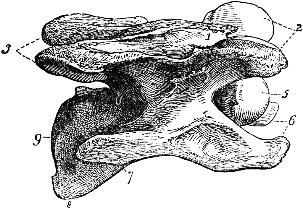 Cervical Vertebra Of A Horse Clipart Etc