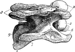 Right lateral view of a cervical vertebra of a horse. Labels: 1, neural spine; 2, anterior oblique processes; 3, posterior oblique processes; 5, convex anterior end, and 9, concave posterior end of the centrum; 6, anterior ends of transverse processes; and 7, posterior end of right one; 8, inferior process, or hypapophsis.