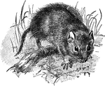 "Schizodon fuscus...A genus of South American octodont rodents, related to Ctenomys" (Tuco-tuco). -Whitney, 1911