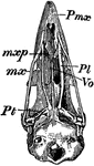 "Schizognathous skull of common fowl. pmx, premaxilla; mxp, maxillopalatine; mx, maxilla; pl, palatine; pt, pterygoid; vo, vomer." -Whitney, 1911