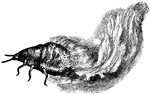 The female woolly aphid larva (Schizoneura lanigera), a species of plant lice of the Eriostoma family.