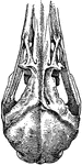 "Schizorhinal skull of curlew (top view), showing the long cleft, a, between upper and lower forks of each nasal bone." -Whitney, 1911