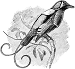Cicinnurus respublica: a species of Bird of Paradise in the subgenus Diphyllodes.