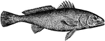 The maigre or shad-fish (Argyrosomus regius) is a solitary carnivorous drum in the Sciaenidae family.