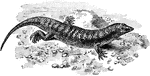 The sandfish (Scincus scincus) is a species of skink known for burrowing into the sand.