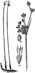 "1. Flowering plant of Bulrush (Scirpus lacustris). 2. The inflorescence. a, a flower; b, the fruit." -Whitney, 1911