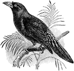 "Scissirostrum dubium is a species of starling in the Sturnidae family." -Whitney, 1911