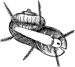 Scissurella crispata is a species of small sea snails in the Scissurellidae family.