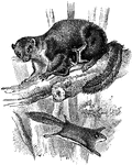 The Smoky Flying Squirrel (Pteromyscus pulverulentus) is a species of rodent in the Squirrel (Sciuridae) family.