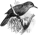 The Black-Tailed Leaftosser (Sclerurus caudacutus) is a small bird in the Furnariidae family of Ovenbirds.