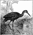 The Limpkin (Aramus guarauna) is a bird in the Aramidae family that is found in the Caribbean, Central America, and southern Florida.