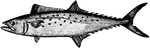 The Atlantic Spanish Mackerel (Scomberomorus maculatus) is a migratory species of mackerel common to the Gulf of Mexico.