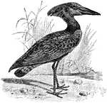 The Hammerkop (Scopus umbretta) is a wading bird in the Scopidae family named for the shape of its crest and beak.
