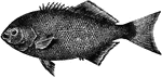 The halfmoon (Medialuna californiensis) is a species of edible fish in the Kyphosidae family of sea chubs.