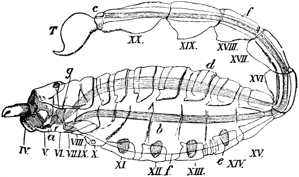 Scorpion Anatomy