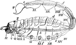"Diagram of structure of Scopionidae (most of the appendages removed). IV. to XX., fourth to twentieth somite; IV., basis of the pedipalpi or great claws; V., VI., of two succeeding cephalic segments; T, telson of sting; a, mouth; b, alimentary canal; c, anus; d, heart; e, a pulmonary sac; f, line of ventral ganglionated cord; g, cerebroganglia." -Whitney, 1911