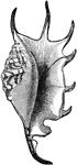 The scorpion shell (Pteroceras lambis) is a large sea snail in the Strombidae family of conchs.