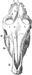 The skull of a horse seen from above. Labels: I, occipital lobe; II, parietal bone; III, squamosal bone; IV, frontal bone; V, nasal bone; VI, lachrymal bone; VII, malarbone; VIII, superior maxilla; IX, premaxilla; a, occipital crest; b, parietal crest; c, orbital process; d, supraorbital foramen.