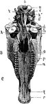 Inferior aspect of horse's skull, the mandible being removed. Above the line A is the posterior region or base between A and B the middle, and below B the anterior or nasal region. Labels: a, occipital condyle; B, foramen magnum; c, styloid process; d, temporal articular surface; e, basioccipital bone; f, basispenoid bone; i, temporal articular surface; k, condyloid foramen; k', condyloid notch; l, foramen lacerum basis cranii; m, pterygoid foramen; n, palatine suture; o, palatine foramen; p, molar teeth; q, incisive opening; r, foramen incisivum.