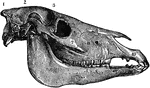 Lateral aspect of horse's skull. Labels: 1, occipital bone; 2, parietal bone; 3, frontal bone; 9, nasal bone; 11, nasal peak; 10, premaxilla; 8, superior maxilla; 6, lachrymal bone; 7, malar bone; 5, zygomatic process of the squamosal bone; 4, petrosal bone; e, its external meatus; 12, inferior maxilla; h, coronoid process f inferior maxilla occupying the temporal fossa; k, temporomaxillary articulation; l, molar teeth.