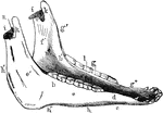 Inferior maxilla of a horse-anterolateral view. Labels: a, body; b, b', rami; c, neck; d, mental foramen; e, buccinator; e', masseter surface; f, f', inner surface of ramus; g, molor alveoli; g', anterior border; g', bar, bounding diastema; h, h', h', posterior border. The angle lies between h' and h'; i, condyles; km coronoid processes; l, maxillary space; m, inferior dental foramen; n, sigmoid notch.