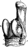 Bones of left tarsus of a horse, seen from in front and outside. Labels: 1, calcaneum; 2, astragalus; 3, cuneiforme magnum; 4, cuneiforme medium; 5, cuboid.