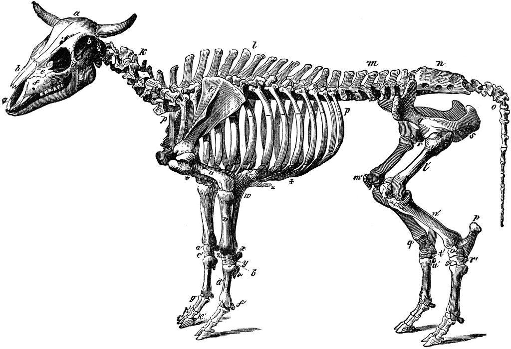 Ox Skeleton Clipart Etc