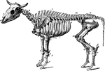 The skeleton of an ox. Axial Skeleton. The skull. Cranial Bones- occipital, 1: b, parietal, 2; a, frontal, 2; c, temporal, 2; sphenoid, 1; ethmoid, 1; auditory ossicles, 8. Facial Bones- h, nasal, 2; e, lachrymal, 2; d, malar, 2; f, maxilla, 2; g, premaxilla, 1; i, inferior maxilla, 2; palatine, 2; pterygoid, 2; vomer, 1; turbinals, 4; hyoid series, 7. Teeth: incisors, 6; canines, 2; molars, 24. The trunk- k, cervical vertebrae, 7; l, dorsal vertebrae, 13; m, lumbar vertebrae, 6; n, sacrum ( five segments), 1; o, coccygal vertebrae (variable), 20; p, ribs, 26; * sternum (seven sternebrae), 1. Appendicular skeleton. Pectoral limb. t, scapula, 2; u, humerus, 2; v, radius, 2; w, ulna, 2. Carpus- x, trapezium, 2; y, cuneiform, 2; z, lunar; a', scaphoid, 2; b', unciform, 2; c', magnum, 2. Metacarpus: d', large bone, 2; e', small bone, 4; f', large sesamoids, 8. Digit- g', proximal phalanges, 4; h', median phalages, 4; i', distal phalanges, 4; k', small sesamoids, 4. Pelvic Limb. Pelvis- q, ilium, 2; s, ischium, 2; r, pubis, 2. The limb- l', femur, 2; m', patella, 2; n', tibia, 2. Tarsus-o', maleolar, 2; p', calcaneum, 2; q', astragalus, 2; r', cubocuneiform, 2; s', cuneiforme medium, 2; t', cuneiforme parvum, 2. Metatarsus: large bone, 2; u', small bone, 2. Large sesamoids, 8. Digit: proximal phalanges, 4; median phalanges, 4; distal phalanges, 4; small sesamoids, 4. Visceral skeleton. Bones of the heart, 2. The separate bones of the ruminant skeleton, as here considered are 251.