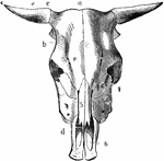 Skull of an ox, superior aspect. Labels: a, frontal crest; b, lateral crest; c, horn core; d, nasal peak; e, supraorbital foramina. Bones: 1, frontal; 2, lachrymal; 3, malar; 4, superior maxillary; 5, nasal; 6, premaxilla, with incisive openings.