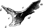 Right cardiac bone of an ox. Labels: a, anterior angle; b, posterior angles; c, superior border; d, anterior border; e, posterior border; f, right surface.