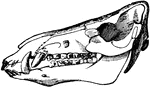 Skull of a boar-lateral aspect.