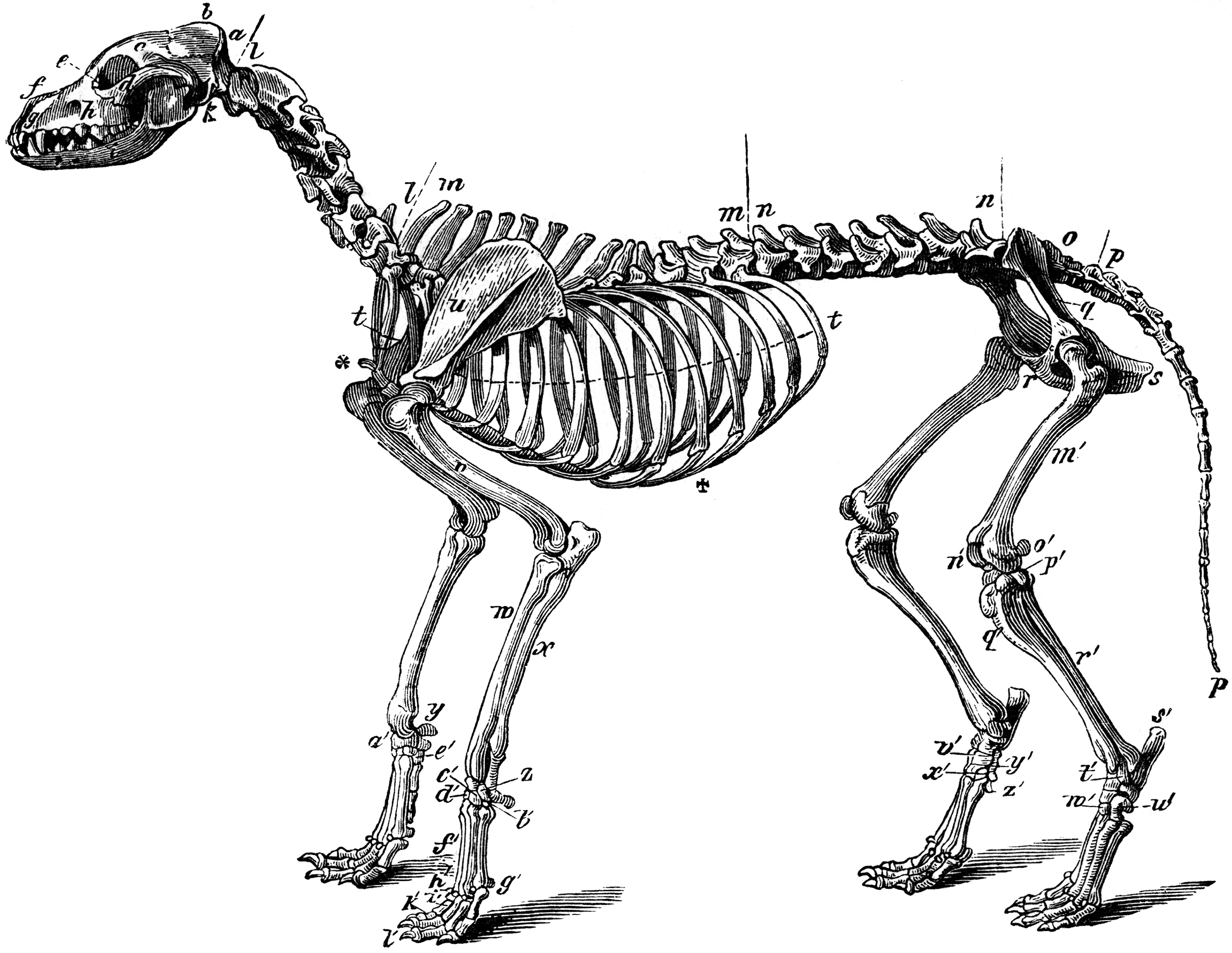 Skeleton of a Dog ClipArt ETC