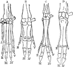 A comparison of vertebrate hands. A, hand or anterior foot of the dog; B, that of the hog; C, that of the elk; D, that of the ox. Digits: I, pollex; II, index; III, medius; IV, annukus; V, minimus.