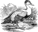 The Common Eider, Somateria mollissima, is a large (50-71cm body length) sea-duck, which is distributed over the northern coasts of Europe, North America and eastern Siberia. It breeds in Arctic and some northern temperate regions, but winters somewhat farther south in temperate zones, when it can form large flocks on coastal waters. The eider's nest is built close to the sea and is lined with the celebrated eiderdown, plucked from the female's breast. This soft and warm lining has long been harvested for filling pillows and quilts, but in more recent years has been largely replaced by down from domestic farm-geese and synthetic alternatives.
