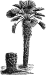 An illustration of a dwarf palm.