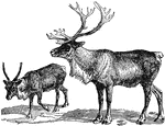 The reindeer (Rangifer tarandus), also known as the caribou when wild in North America, is an Arctic and Subarctic-dwelling deer, widespread and numerous across the northern Holarctic.