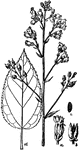 "The inflorescence of Maryland Figwort (Scrophularia Marylandica). a, the flower; b, the fruit; c, a seed; d, a leaf." -Whitney, 1911