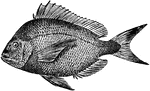 The scup (Stenotomus chrysops) is a fish common in the Atlantic Ocean. it is in the Sparidae family of breams or porgies.