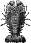 Although not true lobsters, the slipper lobsters are decapod crustaceans closely related to spiny and furry lobsters.
