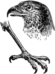 An illustration of an eagle's claw.