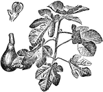 An illustration of a fig branch and fruit.