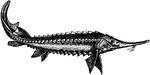 Sturgeon is the common name used for some 26 species of fish in the family Acipenseridae, including the genera Acipenser, Huso, Scaphirhynchus and Pseudoscaphirhynchus. One of the oldest families of bony fish in existence, they are native to subtropical, temperate and sub-Arctic rivers, lakes and coastlines of Eurasia and North America. They are distinctive for their elongated bodies, lack of scales, and occasional great size: Sturgeons ranging from 7&ndash;12 feet (2-3&frac12 m) in length are common, and some species grow up to 18 feet (5.5 m). Most sturgeons are anadromous bottom-feeders, spawning upstream and feeding in river deltas and estuaries. While some are entirely freshwater, very few venture into the open ocean beyond near coastal areas.