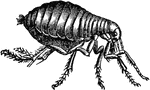 An illustration of a common flea. Once the flea reaches adulthood its primary goal is to find blood - adult fleas must feed on blood in order to reproduce. Adult fleas only have around a week to find food once they emerge, though they can survive two months to a year between meals. A flea population is unevenly distributed, with 50 percent eggs, 35 percent larvae, 10 percent pupae and 5 percent adults. Their total life cycle can take as little as two weeks, but may be lengthened to many months if conditions are unfavorable. Female fleas can lay 500 or more eggs over their life, allowing for phenomenal growth rates.