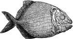 An illustration of a fish fossil.