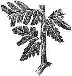 An illustration of a sea fern fossil from the carboniferous period. The Carboniferous is a geologic period and system that extends from the end of the Devonian period, about 359.2 &plusmn; 2.5 Ma (million years ago), to the beginning of the Permian period, about 299.0 &plusmn; 0.8 Ma.