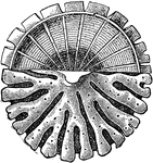 An illustration of a sponge fossil.