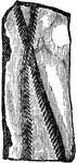 An illustration of a graptolite fossil.