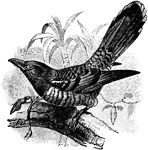 The Channel-Billed Cucko (Scythrops novaehollandiae) is the largest species of cuckoo and the largest brood parasite in the world.